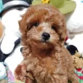 トイプードル(トイ)【福岡県・女の子・2025年9月1日・レッド】の写真5