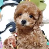 トイプードル(トイ)【福岡県・女の子・2025年9月1日・レッド】の写真6