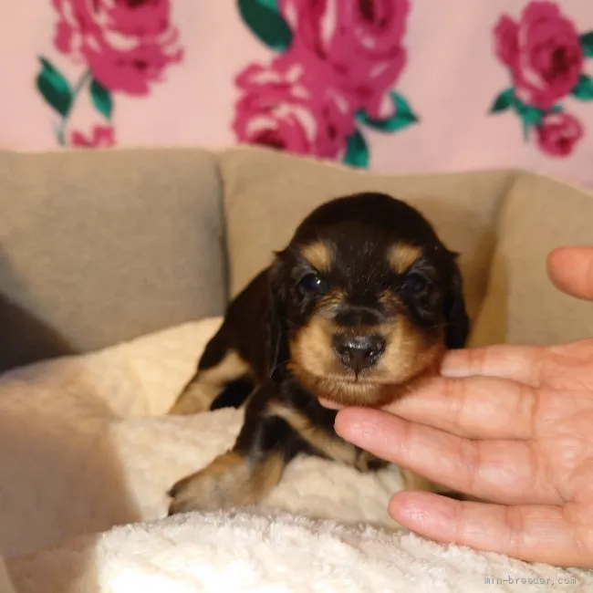 ぽん 様のお迎えした子犬