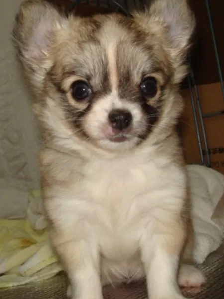 ID:1401-00173の子犬