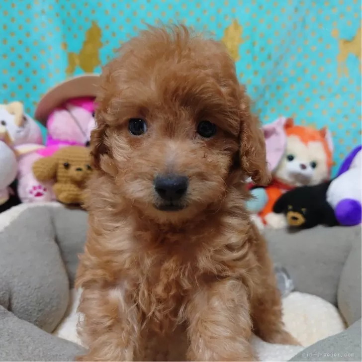 C.F 様のお迎えした子犬