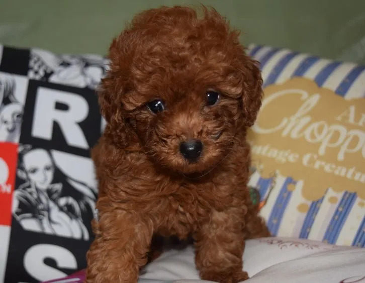 クウ ママ 様のお迎えした子犬