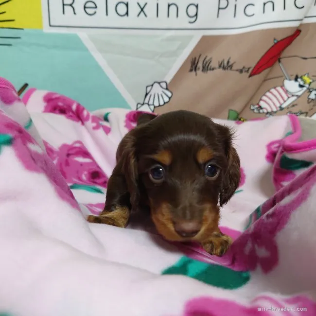 ID:2204-00314の子犬
