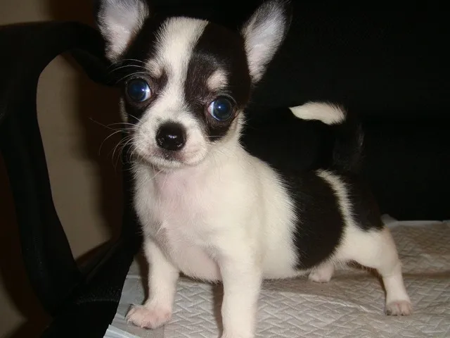胡桃ママ 様のお迎えした子犬