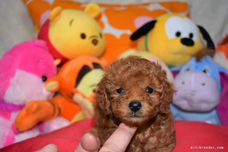 ID：1808-02370の子犬