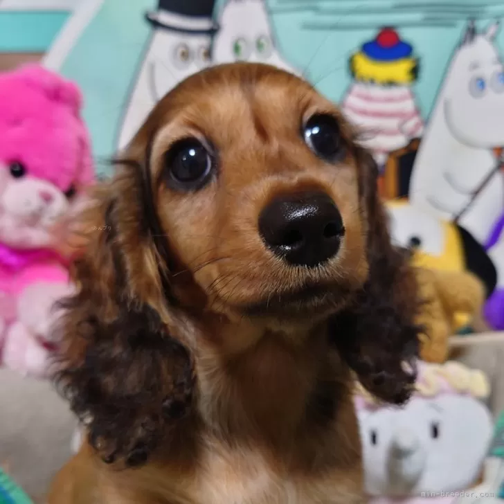 ID：2405-03162の子犬