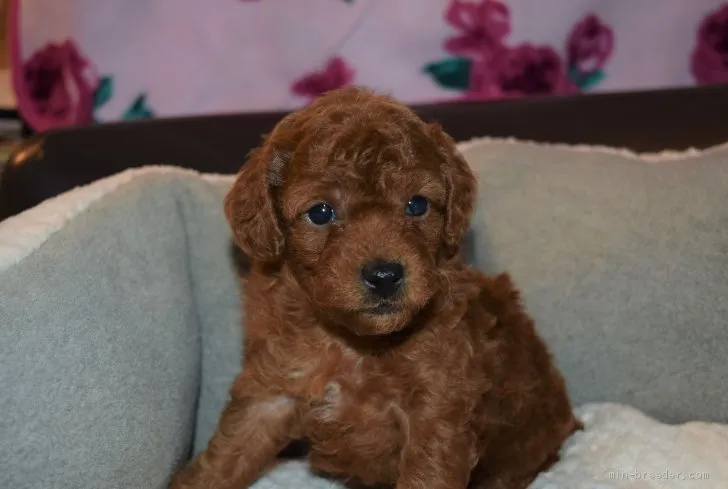 かや 様のお迎えした子犬