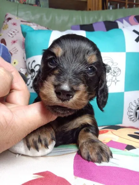 goronta 様のお迎えした子犬