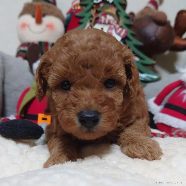 Ｙ 様のお迎えした子犬