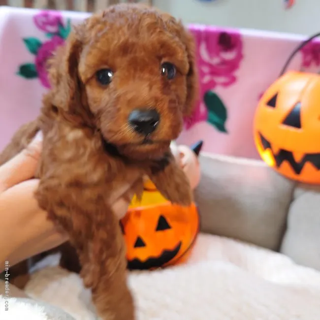 ID：2110-00595の子犬