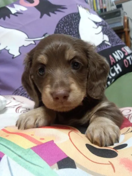 あずきママ 様のお迎えした子犬