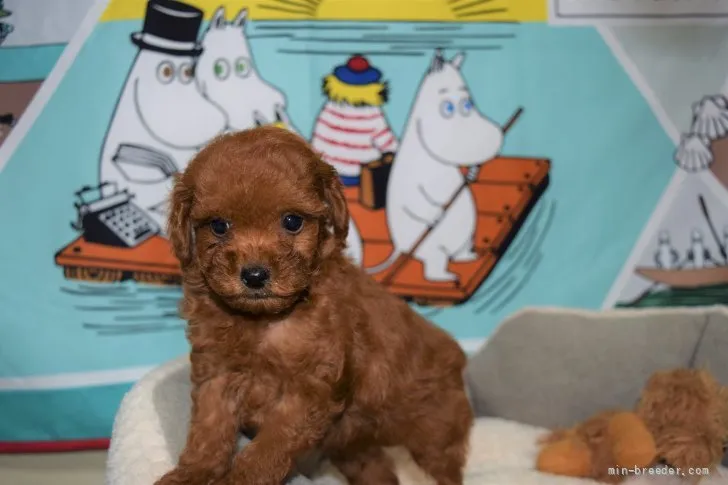 ID:2110-01623の子犬