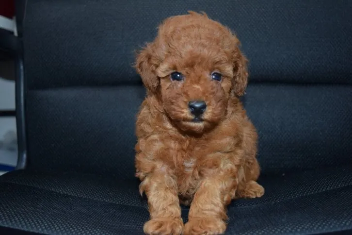 ID:1610-02115の子犬