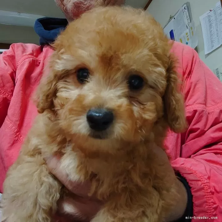 ID:2401-02127の子犬