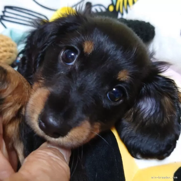 ID：2408-04084の子犬