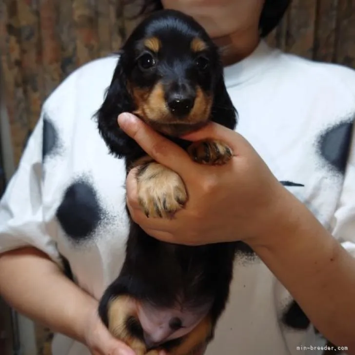 ID:2208-01206の子犬