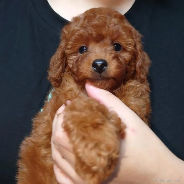 ID:2209-04389の子犬