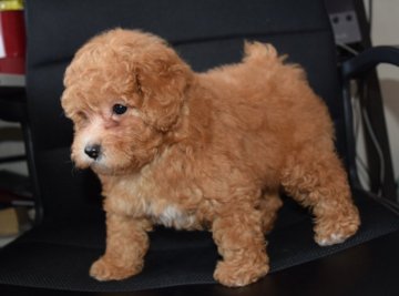 トイプードル(トイ)【福岡県・女の子・2016年8月16日・レッド】の写真「毛量も多く、胴短 短足かな」