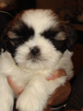 シーズー【福岡県・男の子・2013年12月25日・ホワイト&ゴールド】の写真「クリスマスに生まれました、ボックンです」