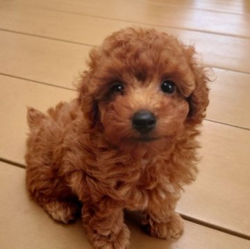 トイプードル(タイニー)【福岡県・女の子・2023年7月11日・レッド】の写真「あたし小さくて可愛いの❤️両親遺伝子検査全てクリア」