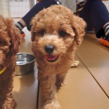 トイプードル(トイ)【福岡県・女の子・2023年7月1日・レッド】の写真「ママに似て可愛い私なの❤️両親遺伝子検査全てクリア」