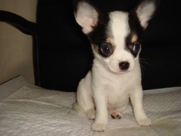 チワワ(スムース)【福岡県・女の子・2013年8月31日・ホワイト&ブラック】の写真「可愛い顔立ちの子です」