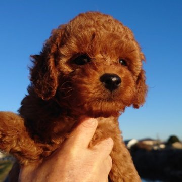 トイプードル(トイ)【福岡県・男の子・2023年11月18日・レッド】の写真「僕、遊ぶの好きなの❤️元気すぎてこまっちゃう！！」