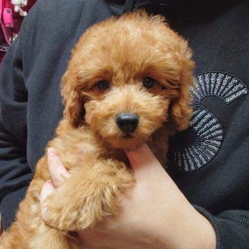 トイプードル(トイ)【福岡県・女の子・2023年9月23日・レッド】の写真「私可愛い？一緒に遊ぼ！両親遺伝子検査全てクリア」