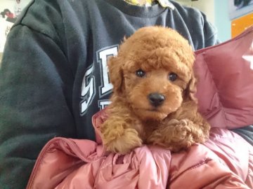 トイプードル(トイ)【福岡県・女の子・2017年1月9日・レッド】の写真「本日限り」