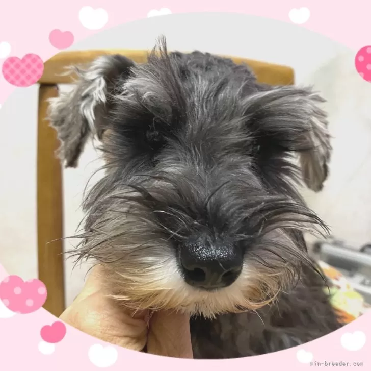 ID:2411-07968の子犬