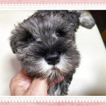 ミニチュアシュナウザー【三重県・男の子・2025年9月3日・ソルト&ペッパー】の写真「ママにそっくり、元気な男の子」