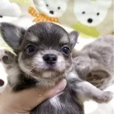 チワワ(ロング)