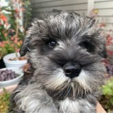 ミニチュアシュナウザー