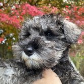 ミニチュアシュナウザー