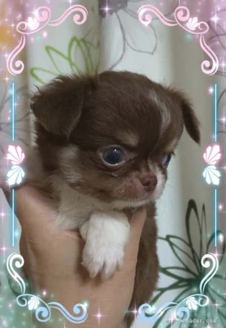 ID：1909-01783の子犬