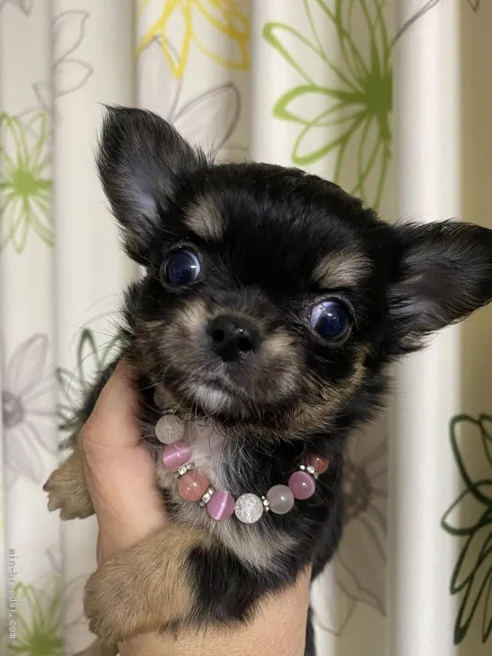 ID:1912-03186の子犬
