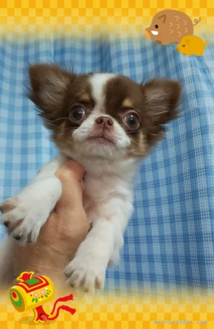 ID:1811-00546の子犬