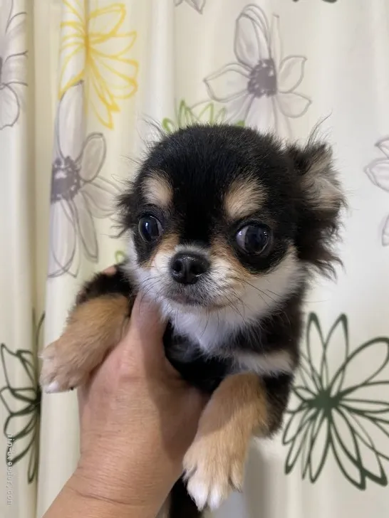 ID：2001-03469の子犬