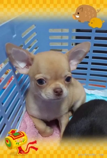 ID:1812-01475の子犬