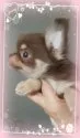 チワワ(ロング)【三重県・女の子・2018年11月19日・チョコ&タン】の写真2「1/27」