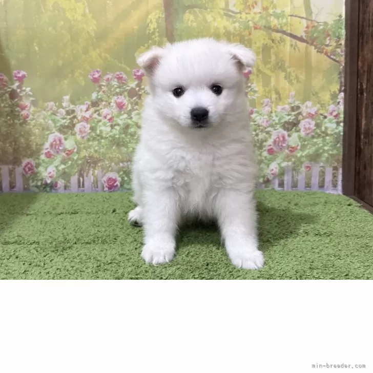 ID:2505-04912の子犬
