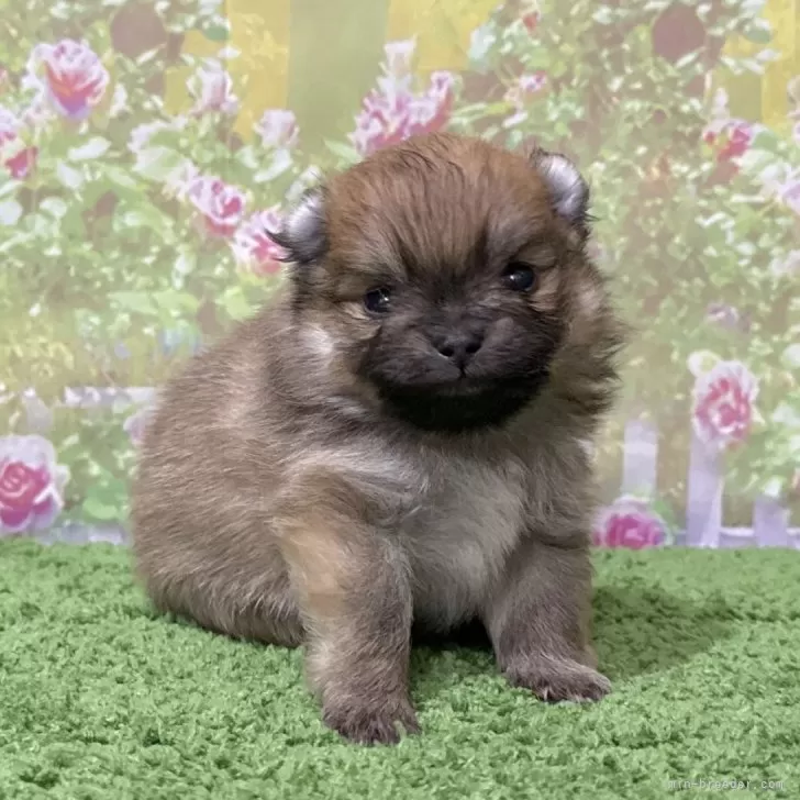 ポメラニアン【埼玉県・男の子・2025年10月24日・オレンジセーブル】の写真1