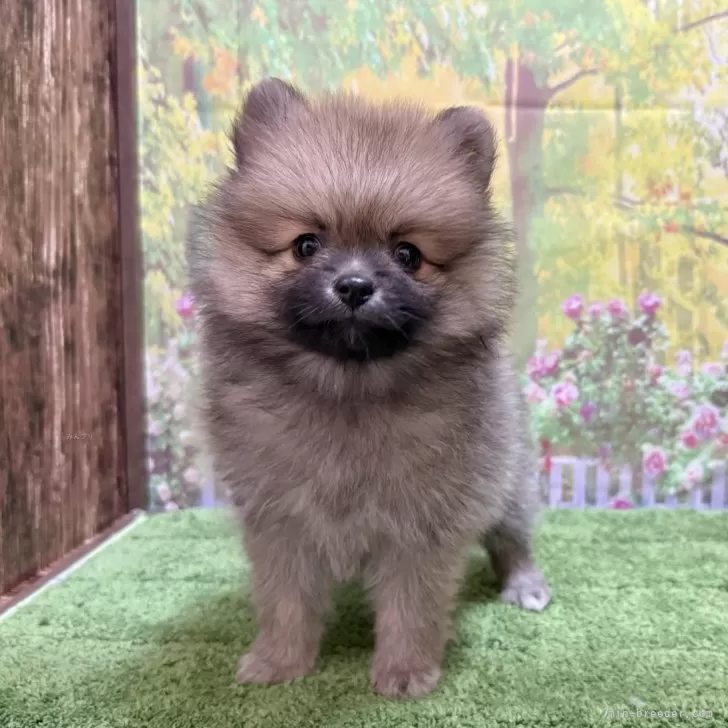ID：2501-01411の子犬
