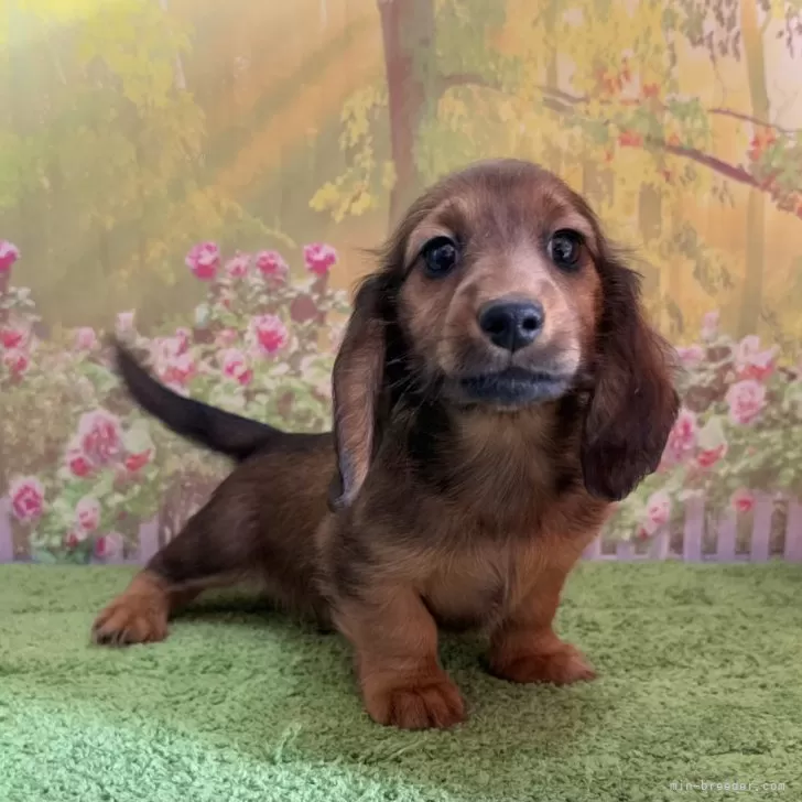 ID：2412-07434の子犬