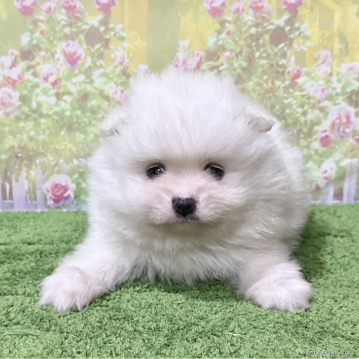 ブリーダー画像