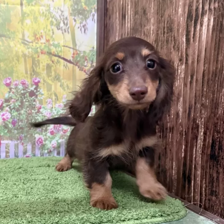 ID：2501-07383の子犬