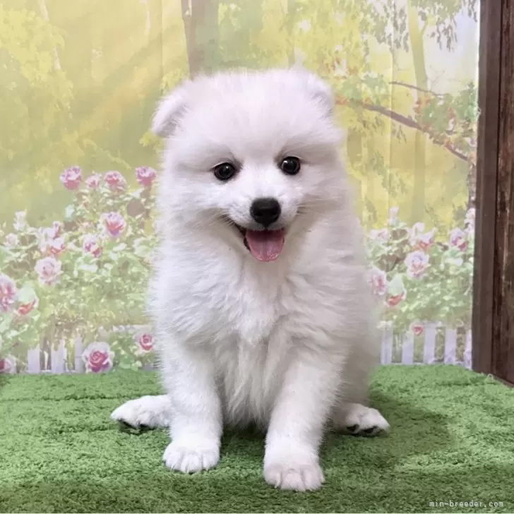 ID：2509-00114の子犬