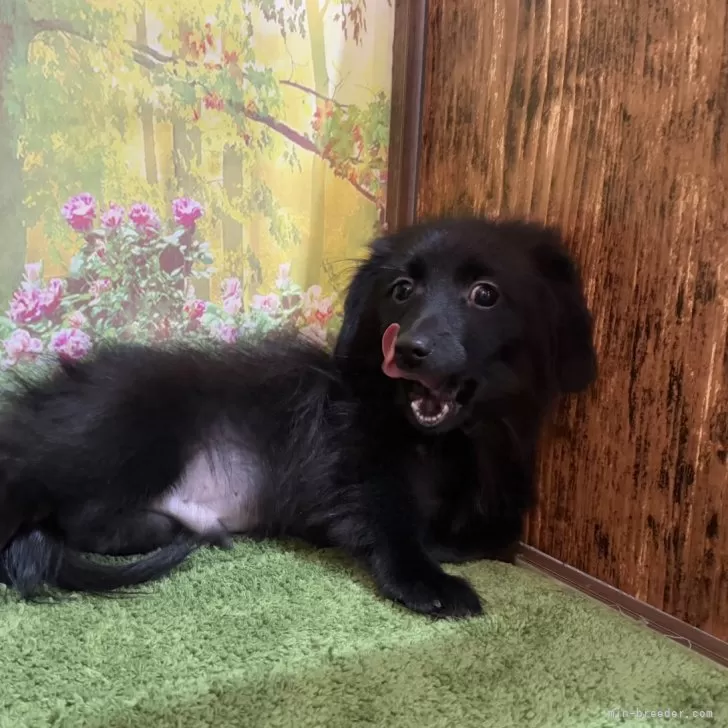 ID:2502-02696の子犬