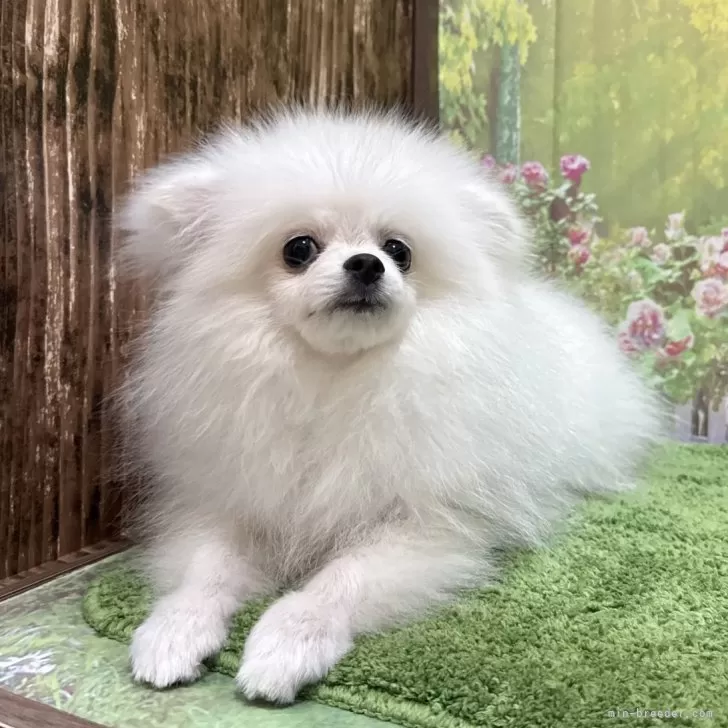 ID:2411-04926の子犬