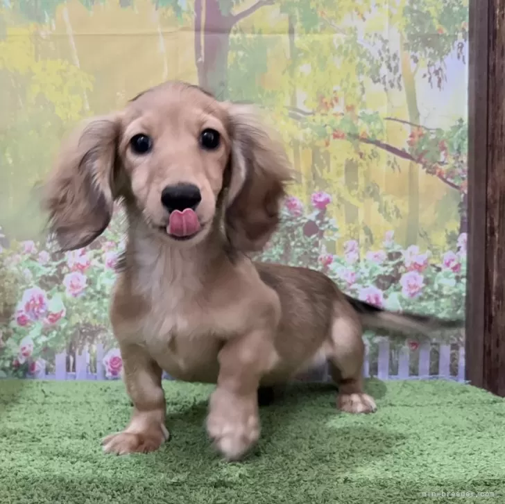 shogeco 様のお迎えした子犬